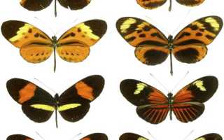 Особенности ядовитых бабочек: как распознать опасность