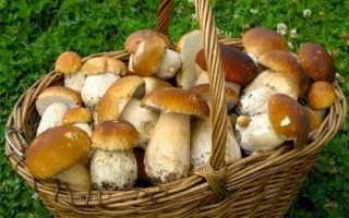 Сушеные грибы: способы заготовки, причины отравления
