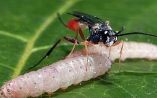 Осы-наездники и их значение в природе