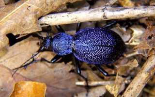 Жук жужелица – опасен или нет для человека