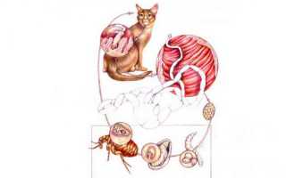 Огуречный цепень или дипилидиоз у кошек: лечение и опасен ли для человека