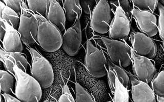 Симптомы лямблий в кишечнике и подробная схема лечения