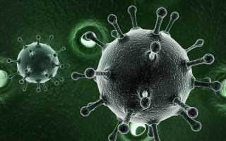 Настойка из красного клевера для очищения сосудов