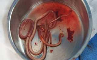 Чем питаются паразиты