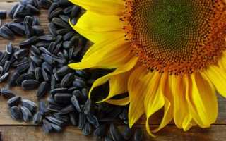 Есть ли вред от семян подсолнуха
