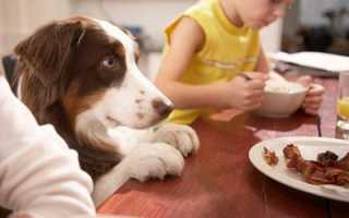 Вызываем рвоту у собак в домашних условиях