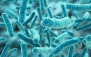 Клебсиелла (Klebsiella):  характеристика и патогенность