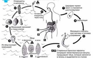 Методы лечения энтеробиоза у взрослых и детей