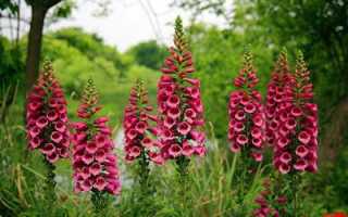 Отравление ребенка ядовитым растением: симптомы и первая помощь