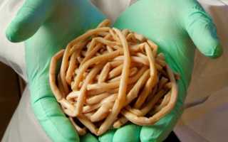 Глисты у кошек