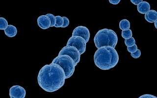 Бактерии стрептококка в организме человека