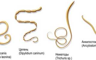 Глистные инвазии у детей — как предупредить заражение?
