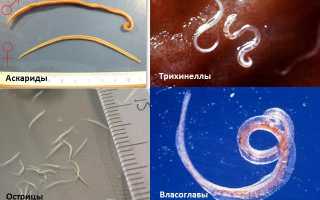 Лекарства от глистов для детей и взрослых широкого и узкого спектра действия