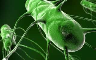 В какой воде обитают паразиты?