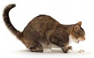 Что делать при появлении у кошки поноса и рвоты