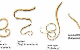 Когда нужно давать собаке (щенку) таблетку от глистов?
