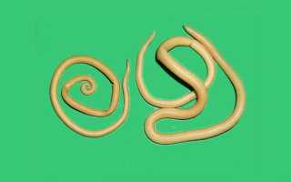 Виды круглых червей у человека и их характеристики