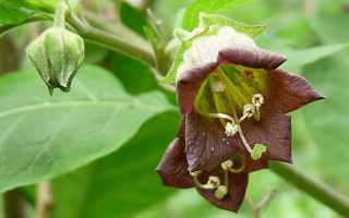 Какие травы считаются ядовитыми для человека