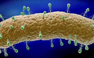 Какой бактериофаг лучше при золотистом стафилококке