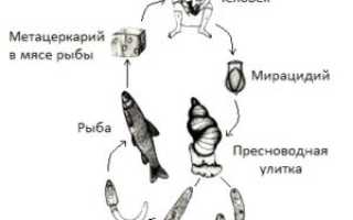 Клонорхи и клонорхоз
