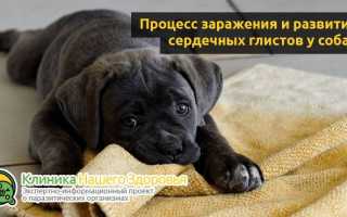 Глисты в сердце у собак: симптомы и лечение