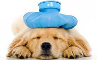 Сальмонеллез у собак – симптомы, лечение, профилактика