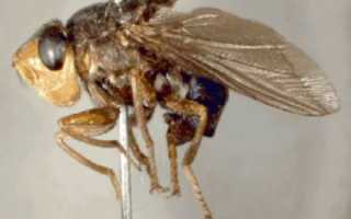 Человеческий овод – опасный квартирант под кожей