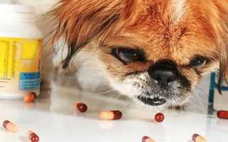 Питание собаки после отравления