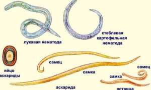 Почему у ребенка может быть понос серого цвета