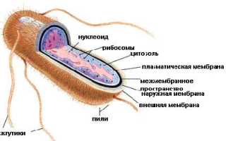 Что представляет собой кишечная палочка и как с ней справиться