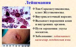 Лейшмания — паразитирование в организме человека, симптомы и лечение