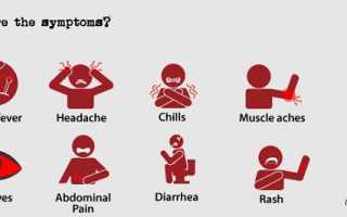 Как передается лептоспироз: симптомы и лечение заболевания у человека и животных