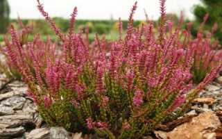 Можно ли отравиться медом