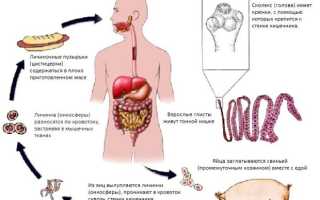 Taenia pisiformis —  —