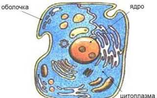 Польза и вред янтарной кислоты для человека, растений и животных