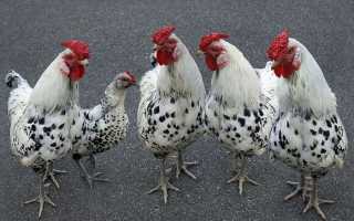 Глисты у курей