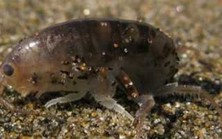 Песчаные блохи