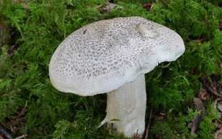 Симптомы и первая помощь при отравлении рядовками