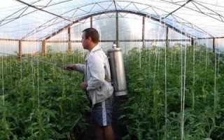 Симптомы и лечение отравления помидорами