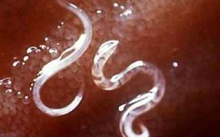 Как избавиться от глистов у собаки