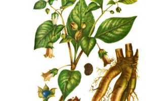 В чем опасность и лечебные свойства белладонны