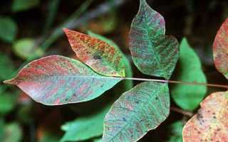 Польза и вред сумаха ядовитого, его применение в медицине