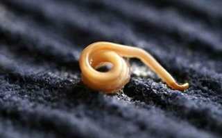 Острицы у детей — симптомы и лечение