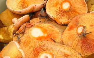 Симптомы отравления грибами рыжиками