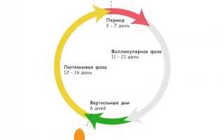 Овуляция яйцеклетки из яичника