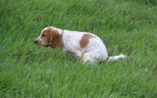 Как правильно дать собаке активированный уголь