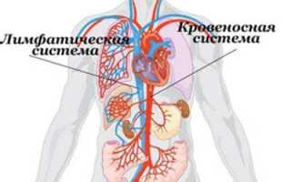 Как быстро и эффективно очистить лимфатическую систему в домашних условиях