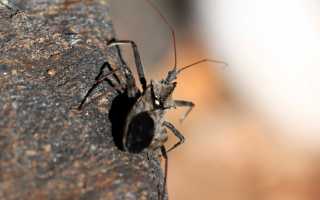 Поцелуйный клоп-убийца: описание и возможный вред