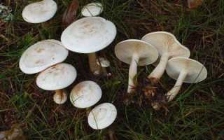 Опасность говорушек ядовитых