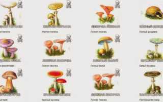 Когда появляются симптомы при отравлении грибами